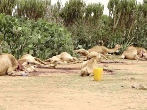 more-than-hundred-of-camels-die-after-grazing-poisonous-trees-in-somali-region-in-ethiopia