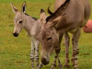 rare-somali-wild-ass-foal-born-at-kessingland-zoo-in-suffolk