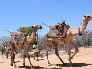 pastoralists-organise-camel-caravan-for-conservation-of-river
