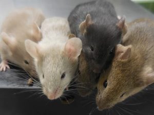 scientists-create-mice-from-two-dads-after-making-eggs-from-skin-cells