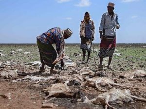 un-agency-says-over-9.5-mln-livestock-died-across-drought-affected-hoa-countries