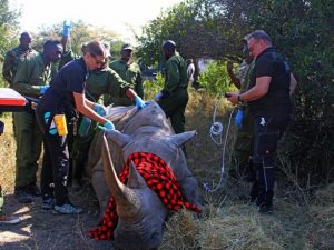 kenya-launches-wildlife-restocking-project-to-boost-coastal-tourism