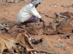 livestock-deaths-cause-hunger-in-mudug