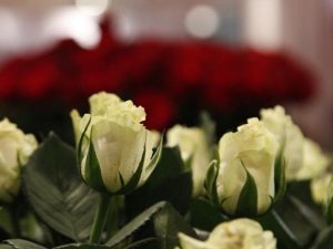 ethiopia-secures-over-360-mln-usd-from-horticultural-exports-in-8-months