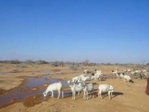 drought-in-bari-region-forces-pastoralists-to-migrate-or-stay-as-livestock-die-in-their-village