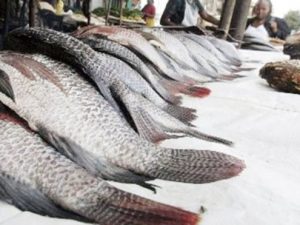 kenyan-fish-to-access-european-market