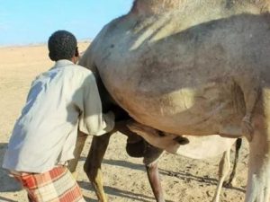 urban-camel-rearing-proves-lucrative-for-drought-stressed-pastoralists-in-central-somalia