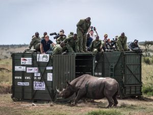 kenya-begins-translocation-of-black-rhinos-to-boost-conservation-of-iconic-species