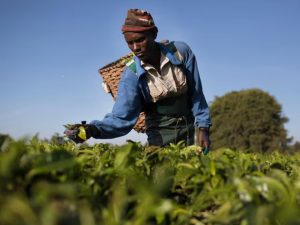 kenya-tells-tea-factories-to-cut-ties-with-rainforest-alliance-due-to-costs