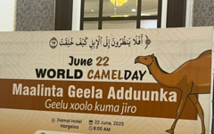 qaababka-xiisaha-leh-ee-geela-looga-dhaqdo-magaalooyinka-somaliland