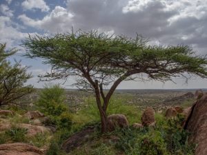 unlocking-somalia’s-future-towards-sustainable-prosperity