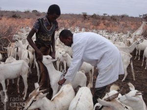 new-livestock-treatment-centre-in-galmudug-aids-pastoralists