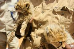 xaggee-loo-waday-haramcadka-ay-somaliland-qabatay