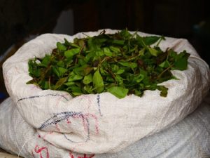 kenya’s-miraa-sector-hit-by-17%-export-slump-to-somalia-in-first-half-of-2025