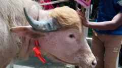 dowladda-bangladesh-oo-soo-faragalisay-gowraca-dibigii-“trump-u-ekaa”