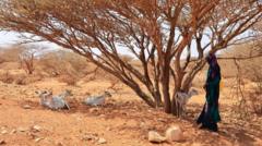 wfp-oo-digniin-kasoo-saartay-xaaladda-cunno-yarida-soomaalida